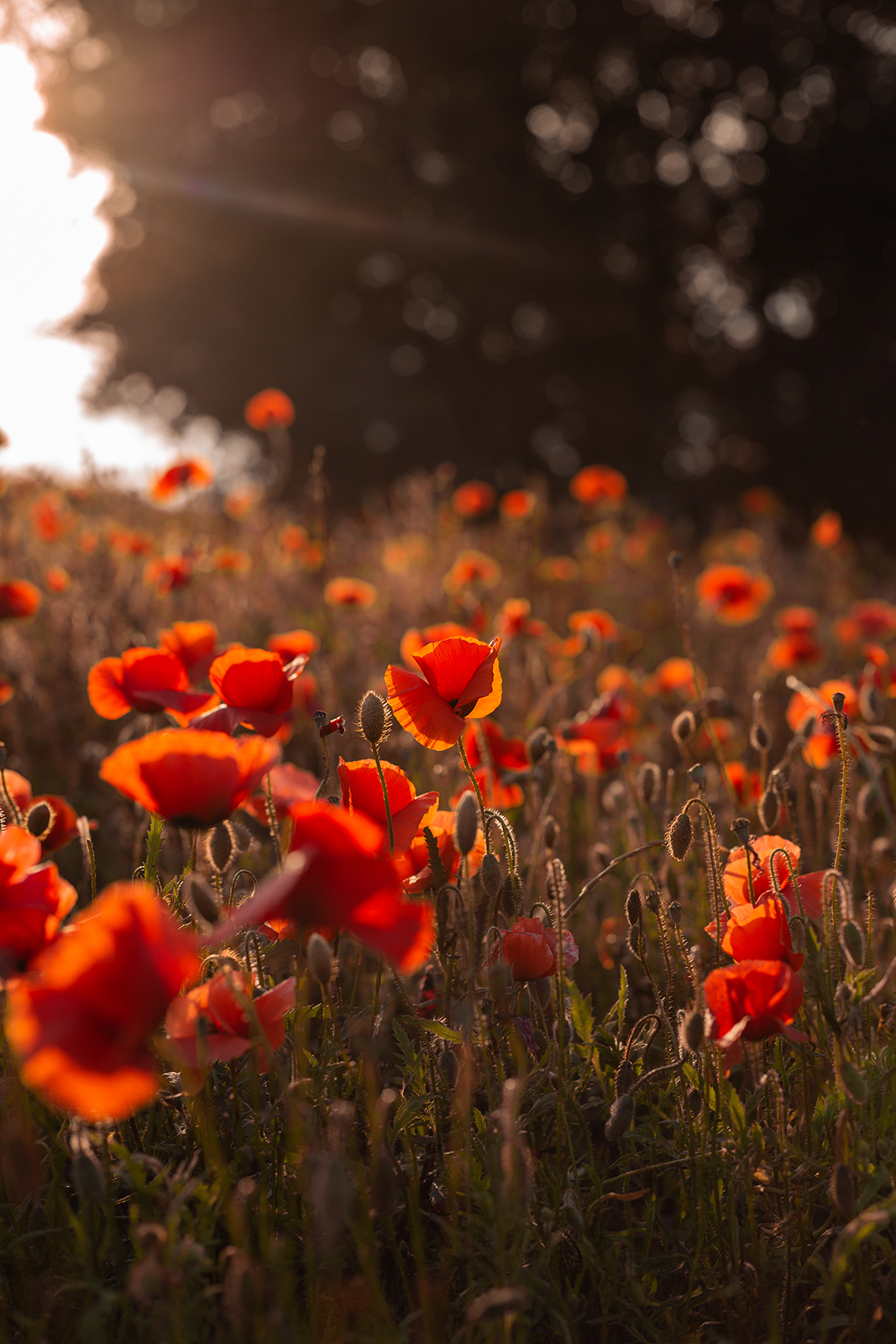 Une séance photos dans les coquelicots à Manosque