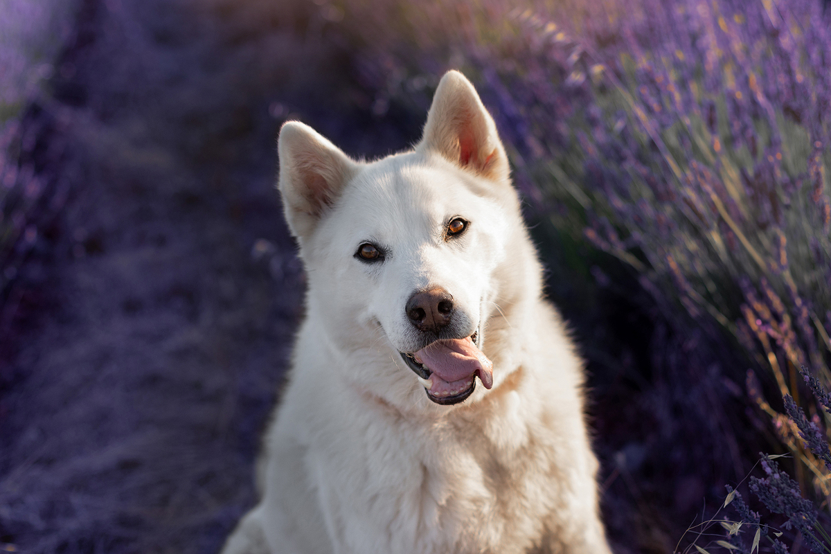 Une séance photo canine dans les lavandes de Valensole