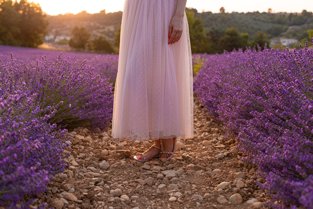 Une séance photos dans les champs de lavandes à Valensole au coucher du soleil
