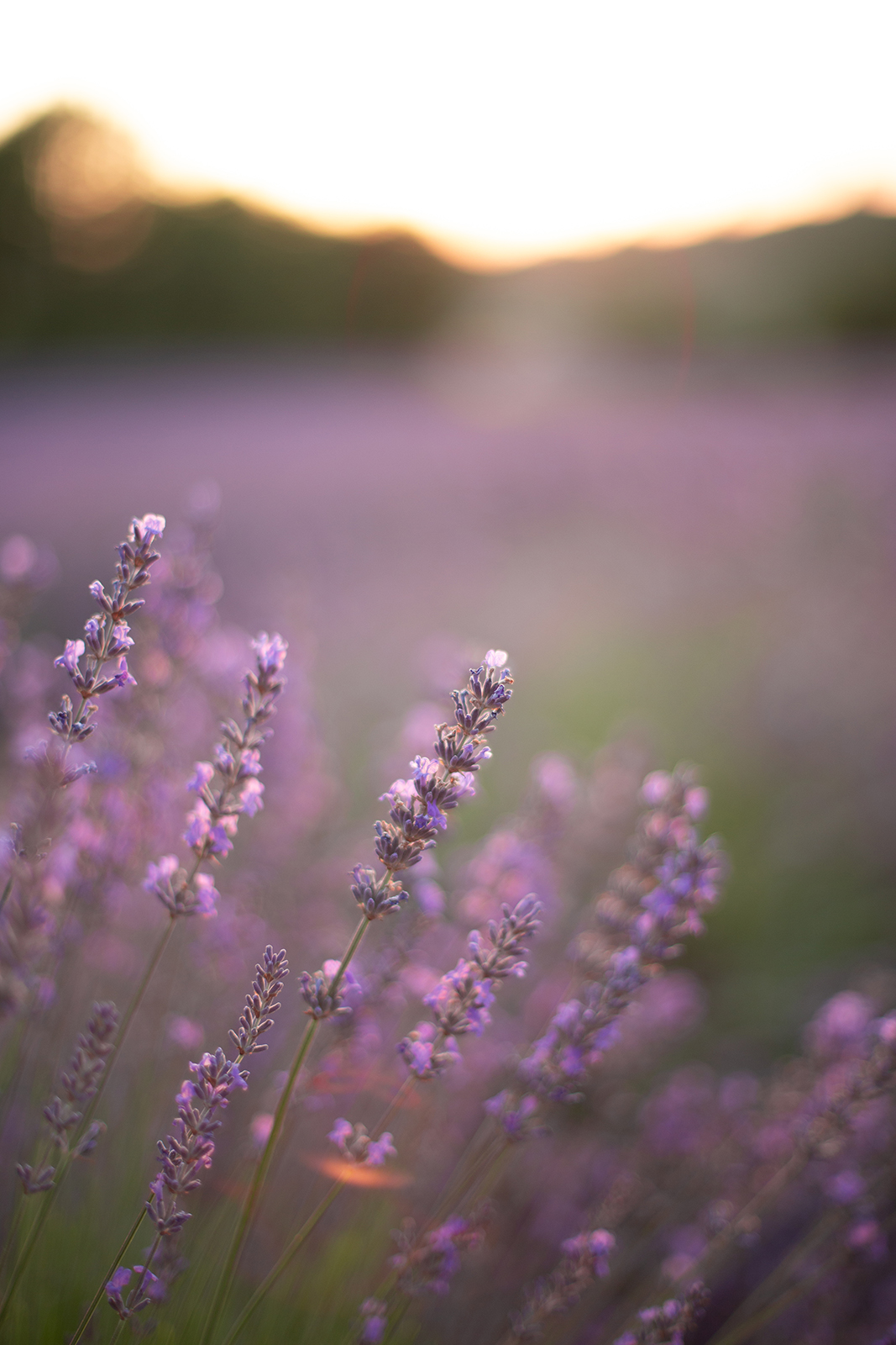 Une séance photos dans les champs de lavandes à Valensole au coucher du soleil